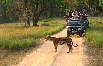Indian Wildlife Tours